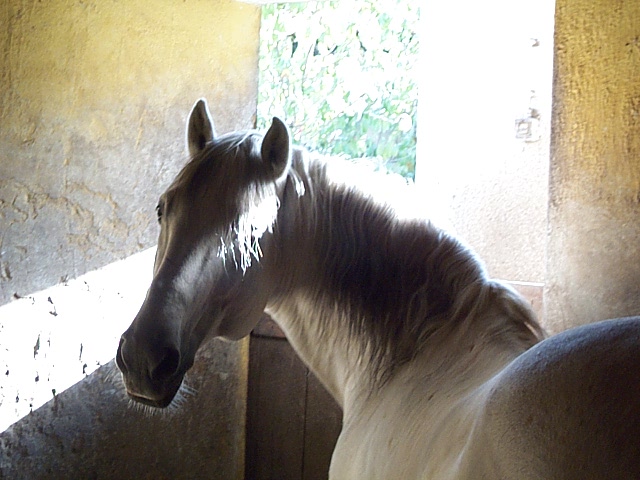 DCP_9775.JPG