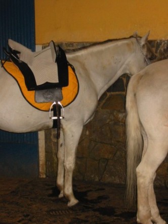 selle-portugaise.jpg