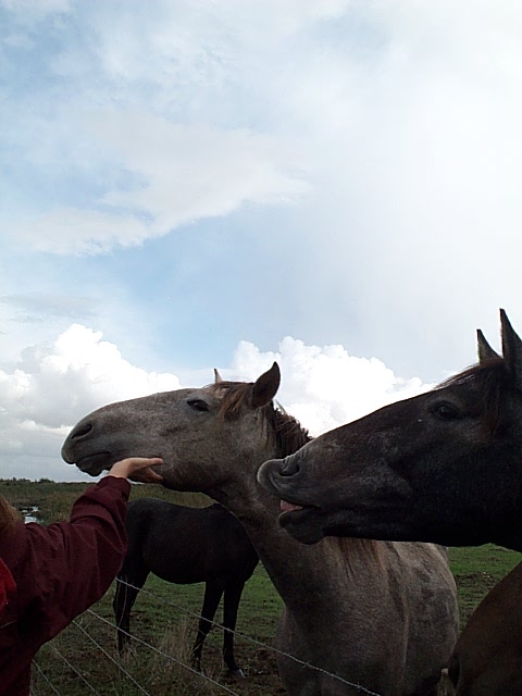 DCP_0895.JPG