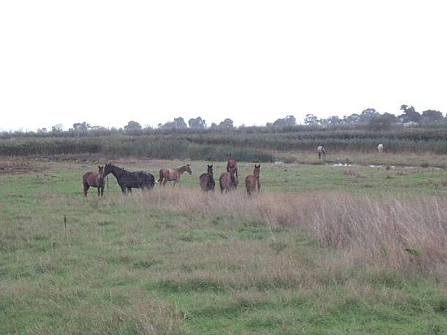 DCP_0900.JPG