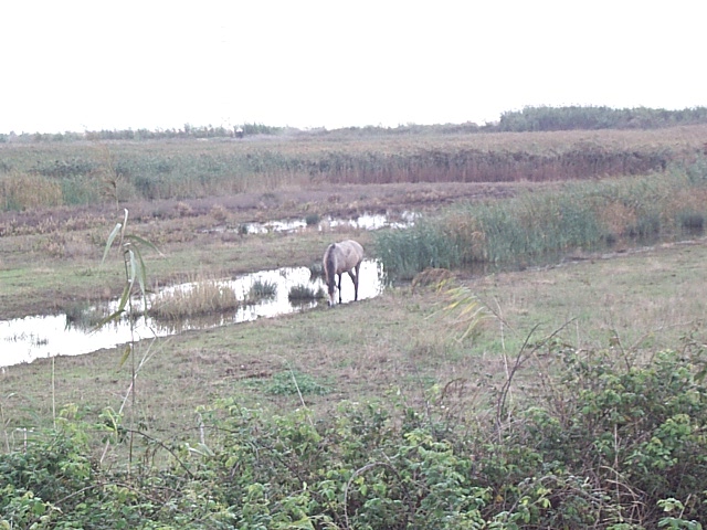 DCP_0907.JPG