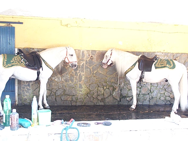 DCP_0916.JPG