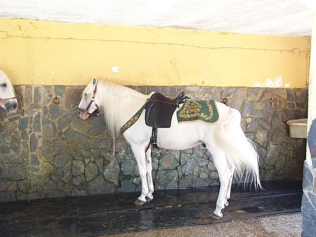 DCP_0918.JPG