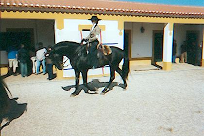 golega2.jpg